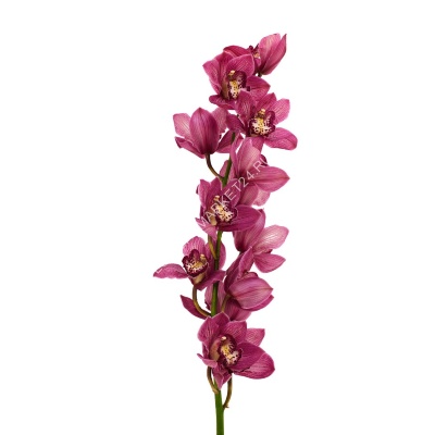 Орхидея Цимбидиум розовая (70 см)
