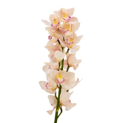 Орхидея Цимбидиум белая (70 см)