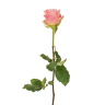 Роза Белла Роуз (70 см)