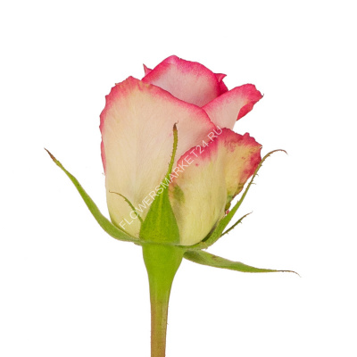 Роза Николетта (60 см)